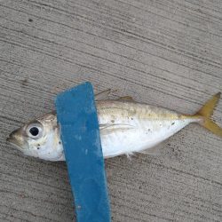 キス狙いとアジングの二本立て